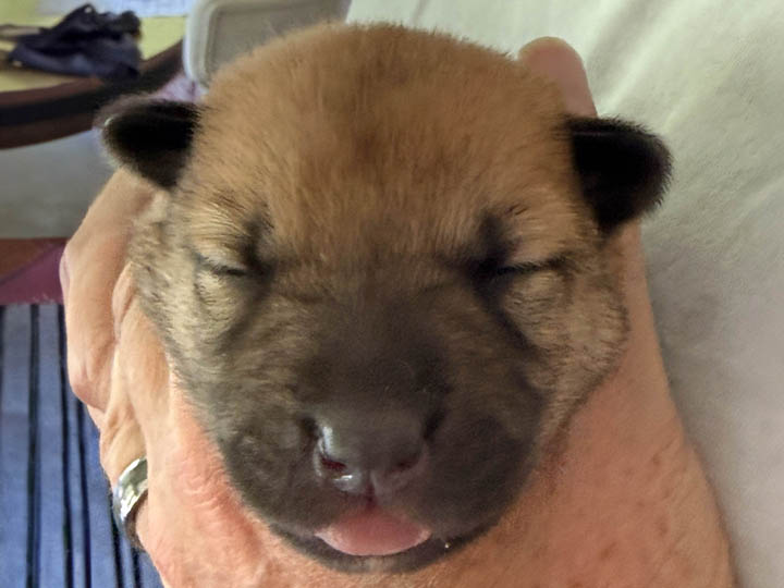 chinook puppy